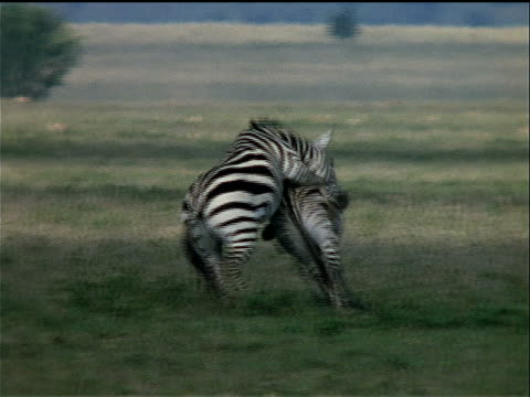 best of Sex zebra