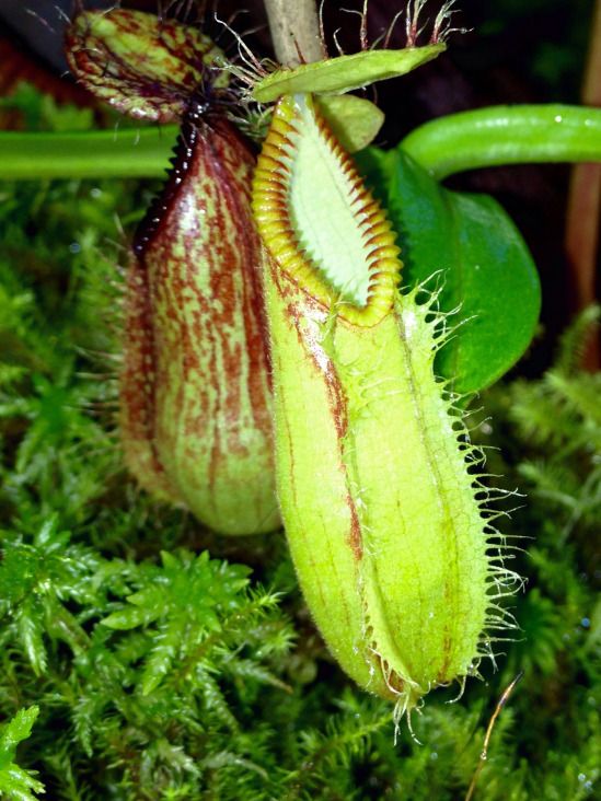 Trouble reccomend Asian pitcher plants