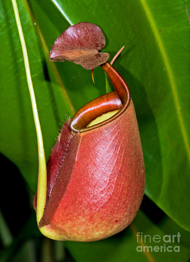 Snicker reccomend Asian pitcher plants