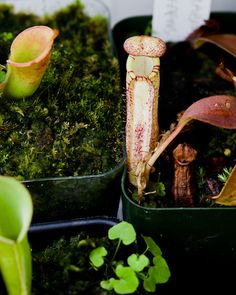 Asian pitcher plants