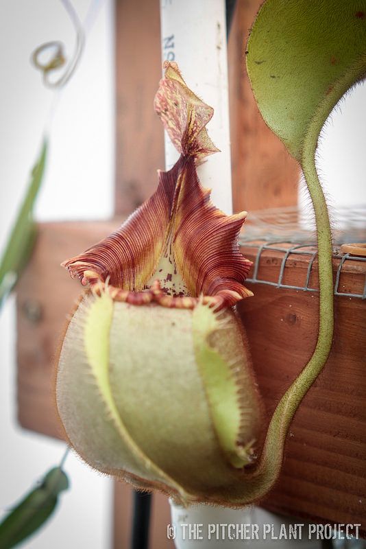 Dead R. reccomend Asian pitcher plants
