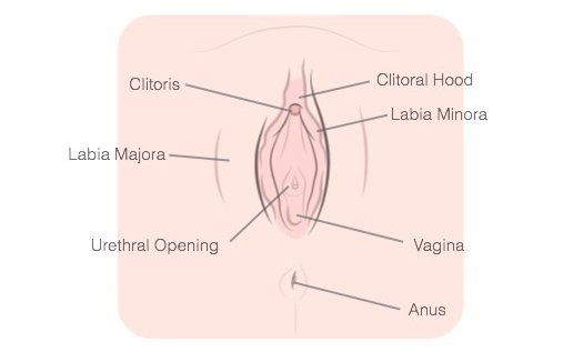 Hazy reccomend Difference between clitoral and vaginal orgasms
