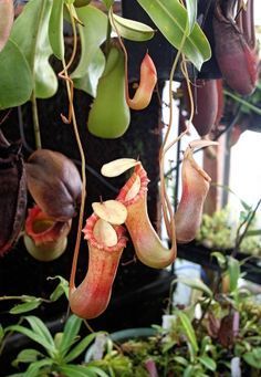 Asian pitcher plants