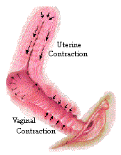 best of During orgasm contractions Cervix